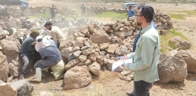 بازدید رئیس اداره دامپزشکی دماوند از عشایر دشت لار و مراکز مایه‌کوبی