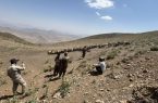 اخراج ۶۵۰ رأس دام غیرمجاز از مراتع مناطق «مومج» و «مقانک» شهرستان دماوند/ دست قانون در برخورد با متخلفان باز است
