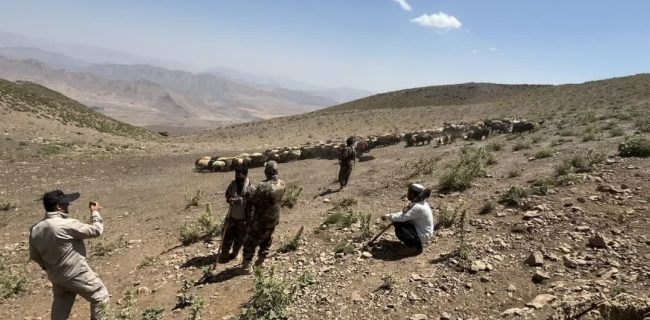 اخراج ۶۵۰ رأس دام غیرمجاز از مراتع مناطق «مومج» و «مقانک» شهرستان دماوند/ دست قانون در برخورد با متخلفان باز است