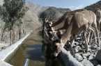 ثبت حضور شبانه پلنگ «دماوند» در کنار آبشخور کوه سفید ثبت حضور شبانه پلنگ «دماوند» در کنار آبشخور کوه سفید