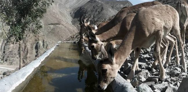 ثبت حضور شبانه پلنگ «دماوند» در کنار آبشخور کوه سفید