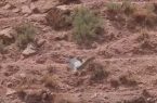 تصویربرداری از اگرت پرنده مهاجر؛ مهمان پاییزی تالابها و آبگیرهای دماوند تصویربرداری از اگرت پرنده مهاجر؛ مهمان پاییزی تالابها و آبگیرهای دماوند