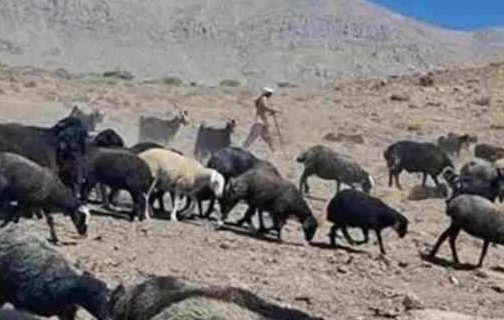 تداوم پایش خروج دام از ارتفاعات شمالی دماوند پس از پایان فصل چرا تداوم پایش خروج دام از ارتفاعات شمالی دماوند پس از پایان فصل چرا