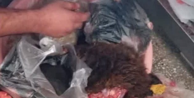 هشدار رئیس دامپزشکی دماوند نسبت به پیامدهای بهداشتی و قانونی کشتار غیرمجاز