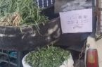 اقدام قاطع یگان حفاظت منابع طبیعی دماوند با فروشندگان غیرمجاز گیاهان دارویی